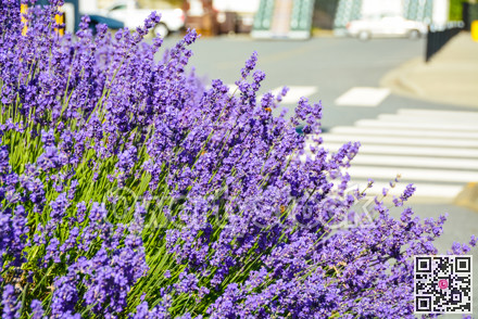 Bright lilac decorative flowers growing on a street