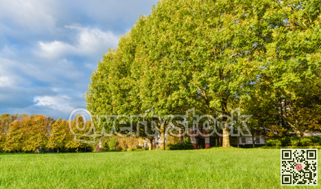 Recreation area in a park. Green lawn and trees with large, overgrown crown