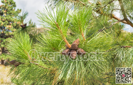 Pine cones on the branch among green leaves