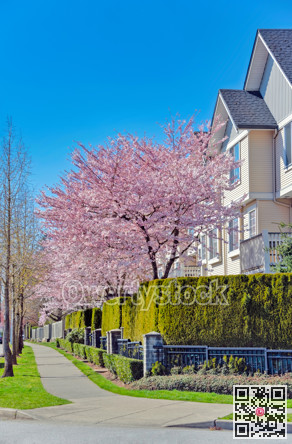 Sidewalk along a row of residential townhouses on spring season