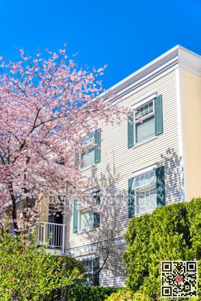 Blossoming cherry tree beside low rise residential building