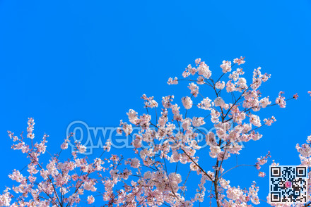 Blossoming cherry tree branches on blue sky background