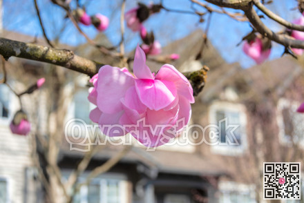 Blossoming magnolia tree on residential townhouse background