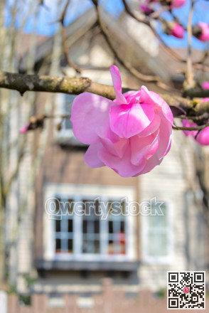Blossoming magnolia tree on residential townhouse background