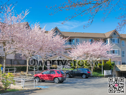 Blossoming cherry trees in front of low-rise residential building