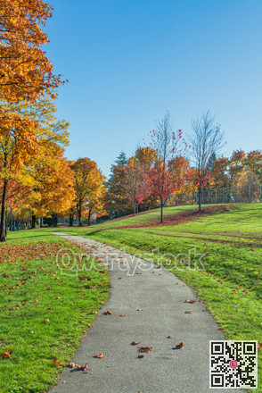 Pathway covered with maple leaves in the park on sunny autumn day