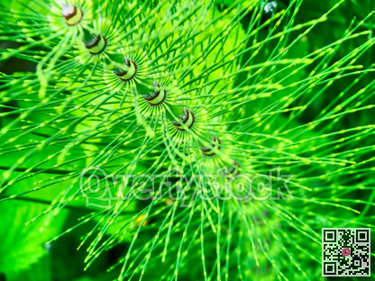 Horsetail is a member of the Equisetaceae family