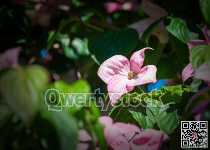 Four petal pink flower among green leaves